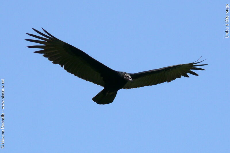 Turkey Vultureimmature, Flight