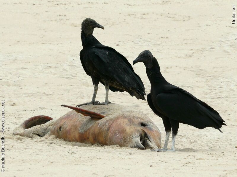 Black Vulture