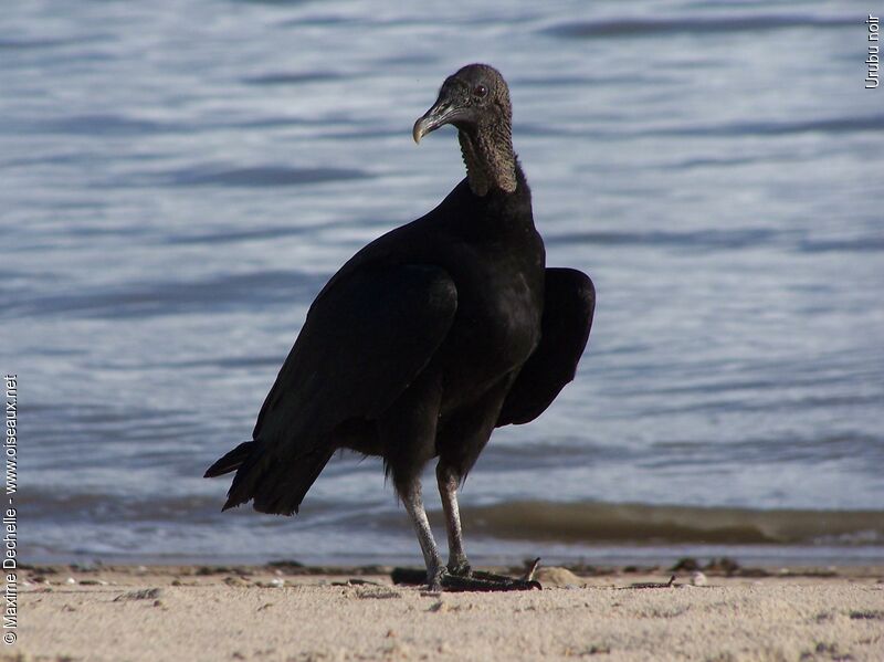 Black Vulture