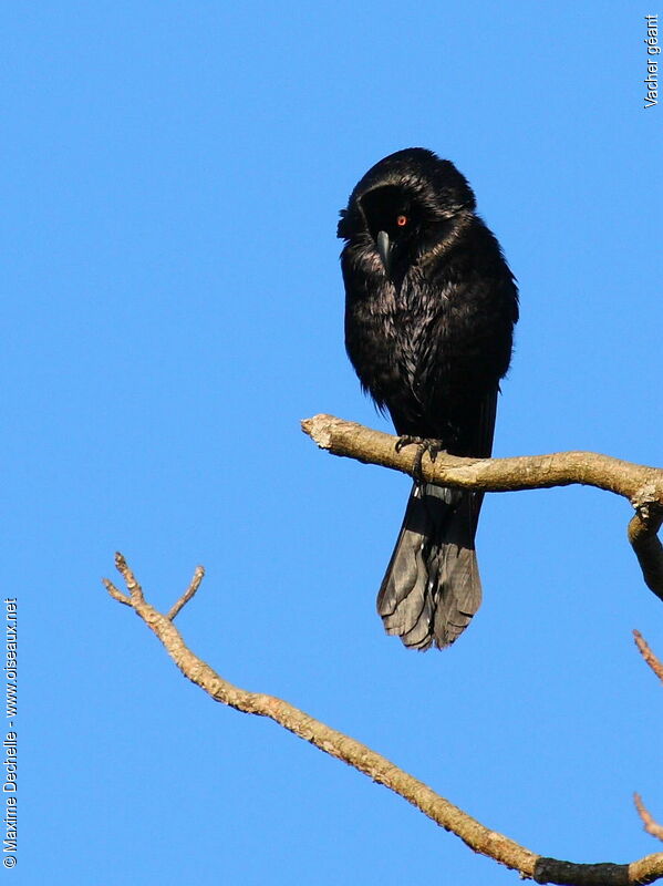 Giant Cowbird