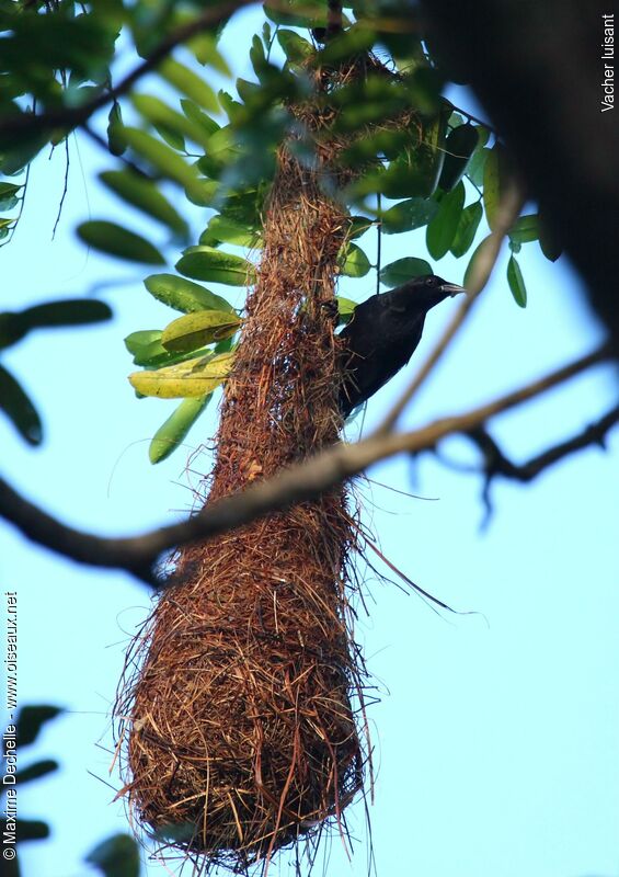 Shiny Cowbird male adult, Behaviour