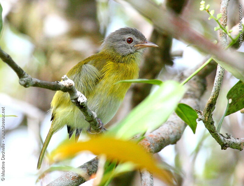 Viréon à tête cendrée, identification