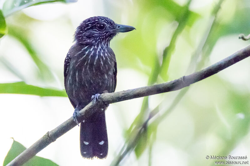 Batara capucinadulte, identification