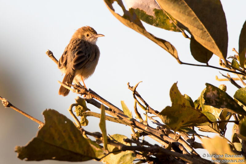 Tinkling Cisticolaadult, identification