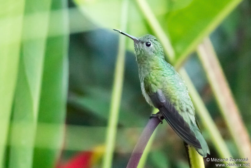 Colibri elvire femelle adulte, identification, composition, pigmentation