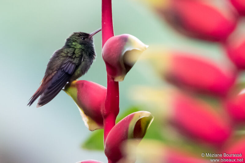 Colibri elvire mâle adulte, identification, composition, pigmentation