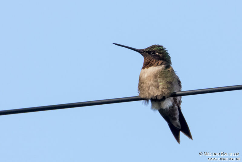 Colibri zémèsadulte, identification