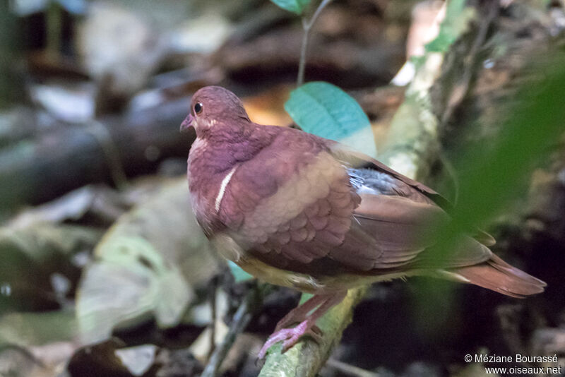 Colombe rouvioletteadulte, identification, composition, pigmentation