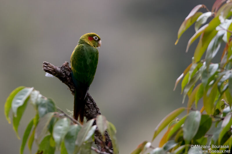 Conure de Hoffmannadulte, identification, composition, pigmentation