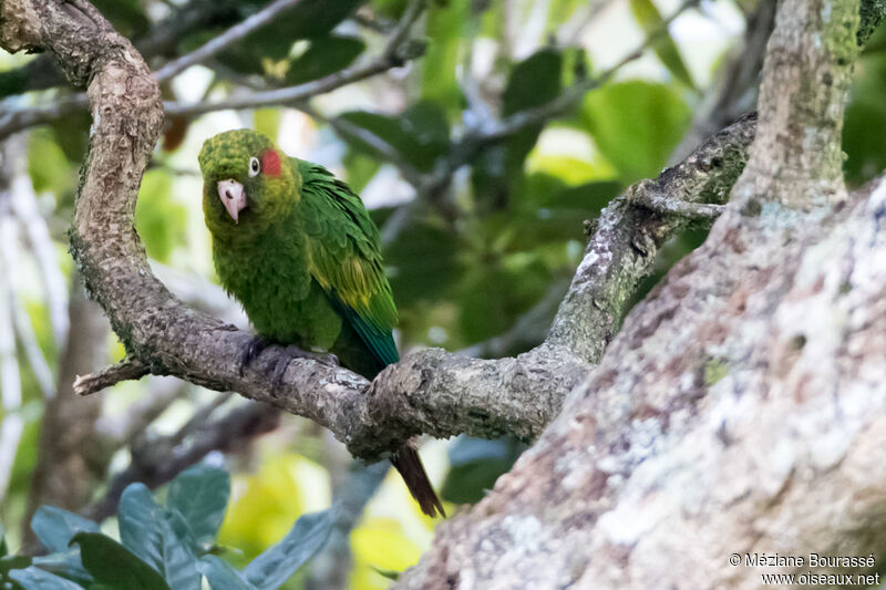 Conure de Hoffmannadulte, identification, composition, pigmentation