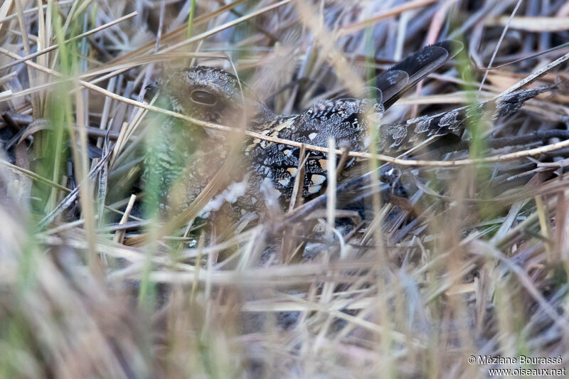 Engoulevent à joues roussesadulte, identification, camouflage, pigmentation