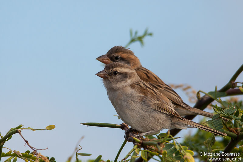 Moineau à dos rouxadulte