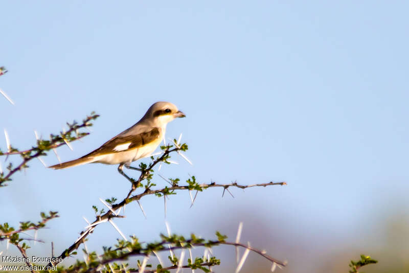 Pie-grièche de Souzaadulte, identification, composition