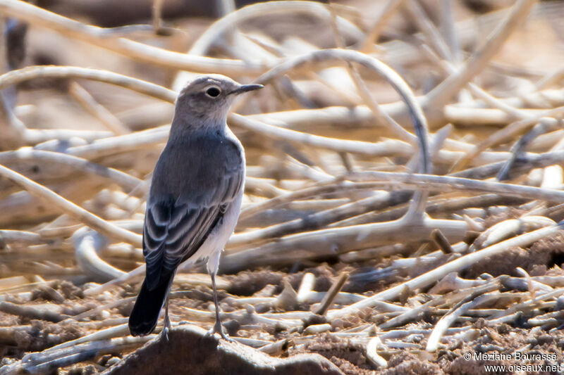 Traquet du Karrooadulte, identification