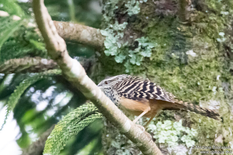 Troglodyte zonéadulte, identification