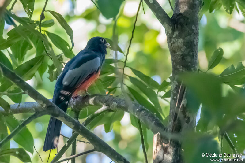 Trogon de Baird mâle, identification, composition, pigmentation