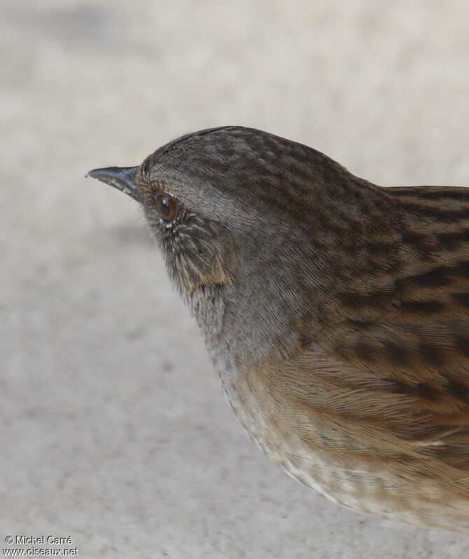 Dunnockadult, close-up portrait