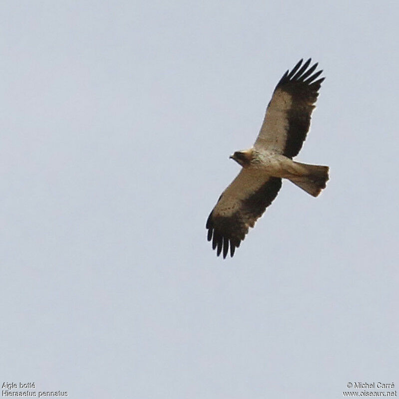 Booted Eagle