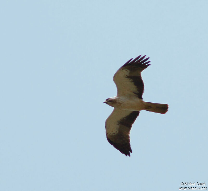 Booted Eagleadult, Flight