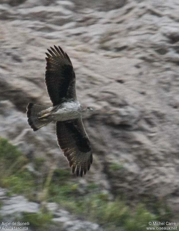 Bonelli's Eagle