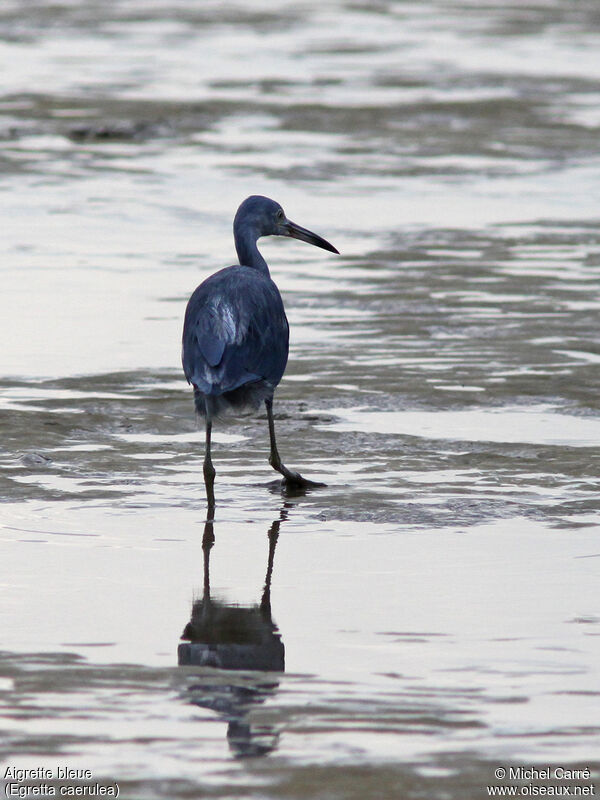 Aigrette bleue