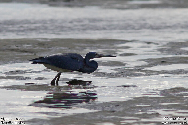 Tricolored Heronadult