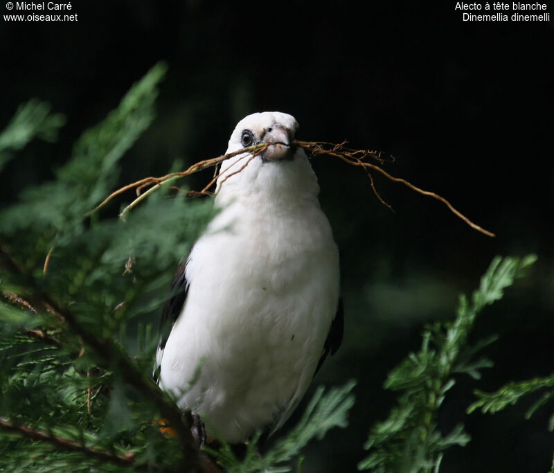 White-headed Buffalo Weaveradult