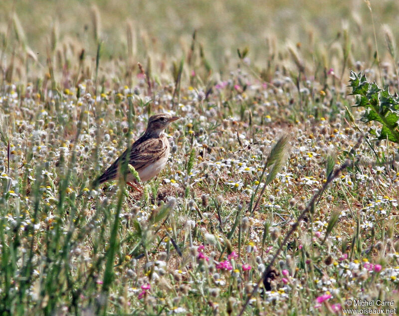 Greater Short-toed Lark