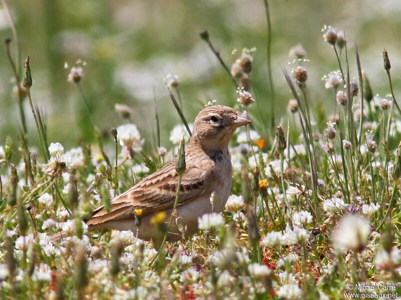 Greater Short-toed Lark