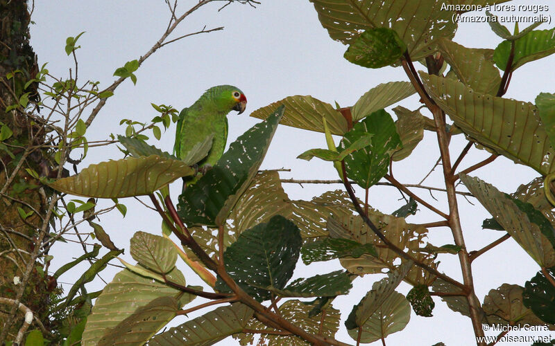 Amazone à lores rouges