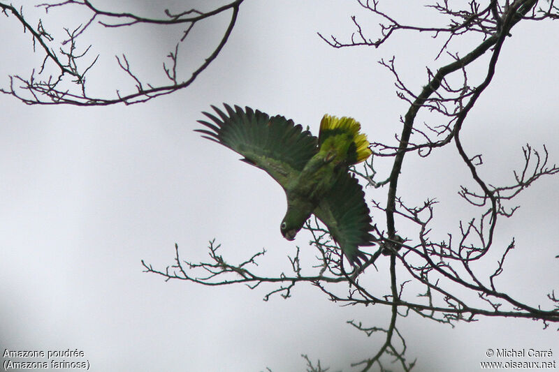 Amazone poudrée