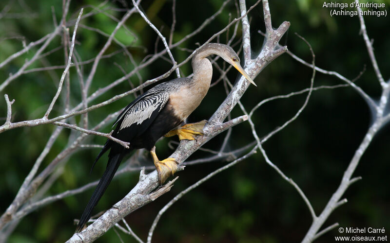 Anhinga d'Amérique femelle adulte