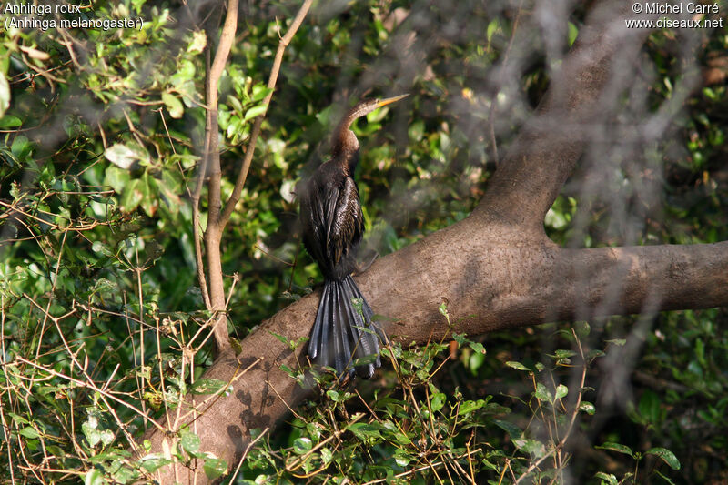 Anhinga rouxadulte