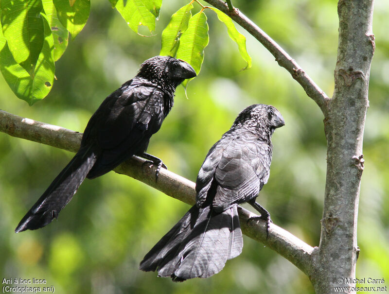 Smooth-billed Aniadult