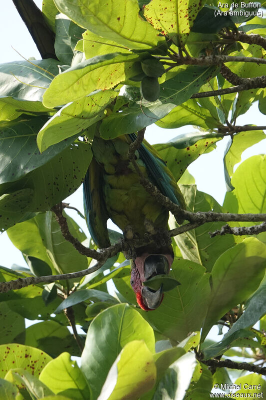 Great Green Macaw