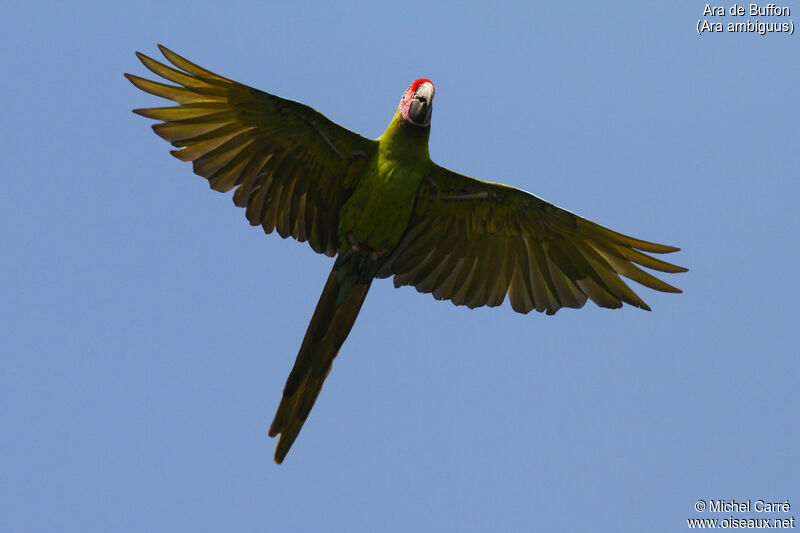 Great Green Macaw