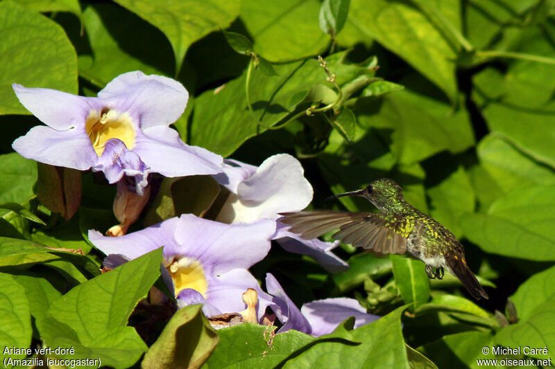 Plain-bellied Emerald