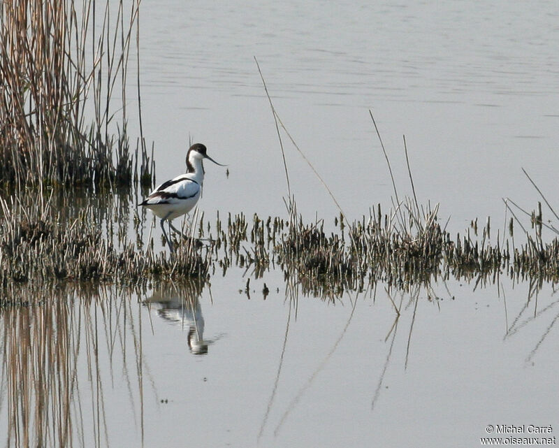 Pied Avocet