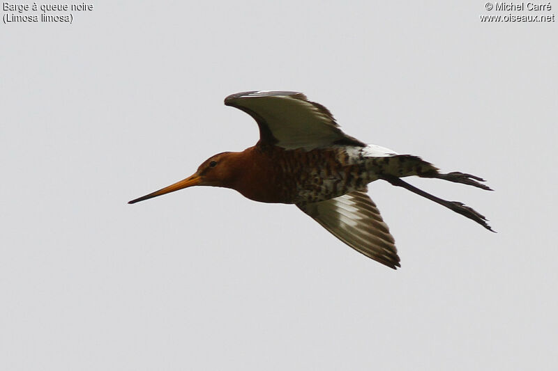 Black-tailed Godwit male adult breeding