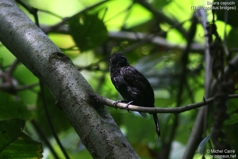 Black-hooded Antshrikeadult