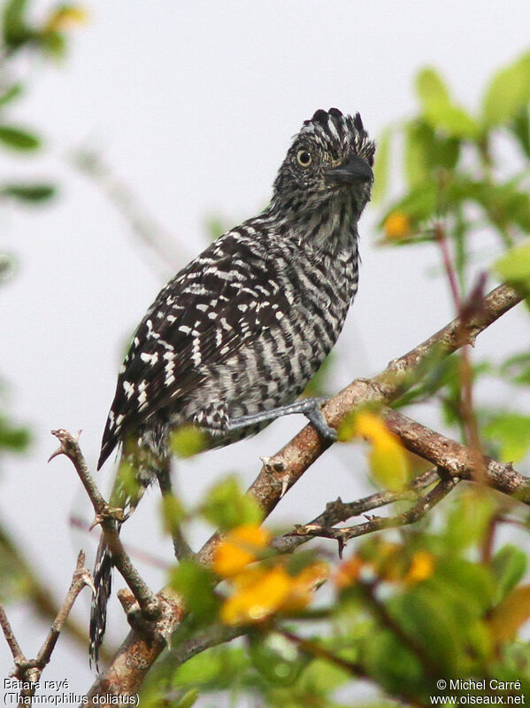 Barred Antshrike male adult