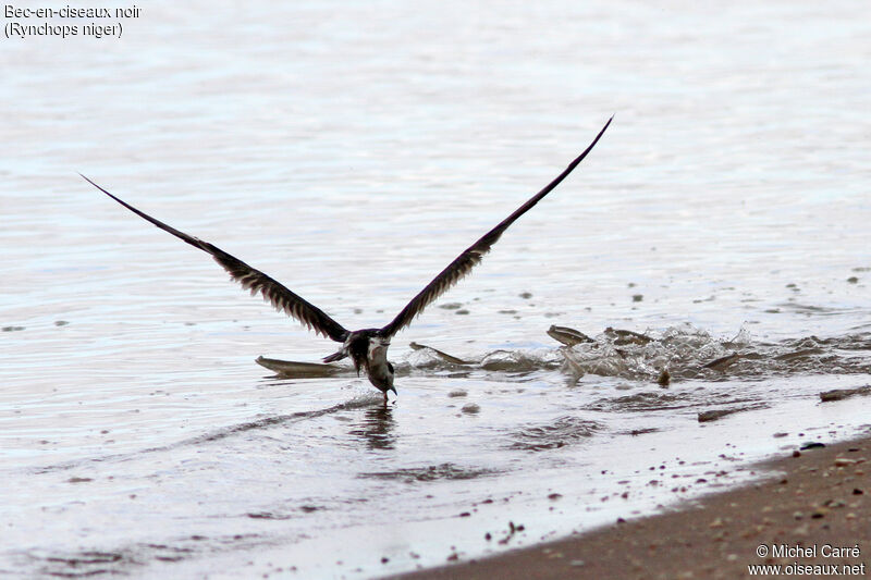 Black Skimmer