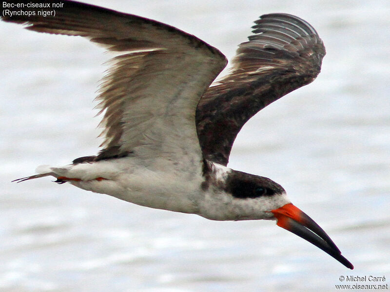 Black Skimmer