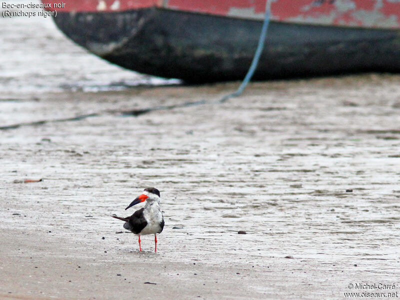 Black Skimmer