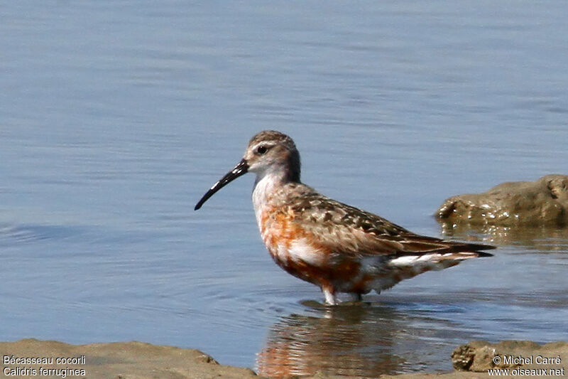 Curlew Sandpiperadult breeding