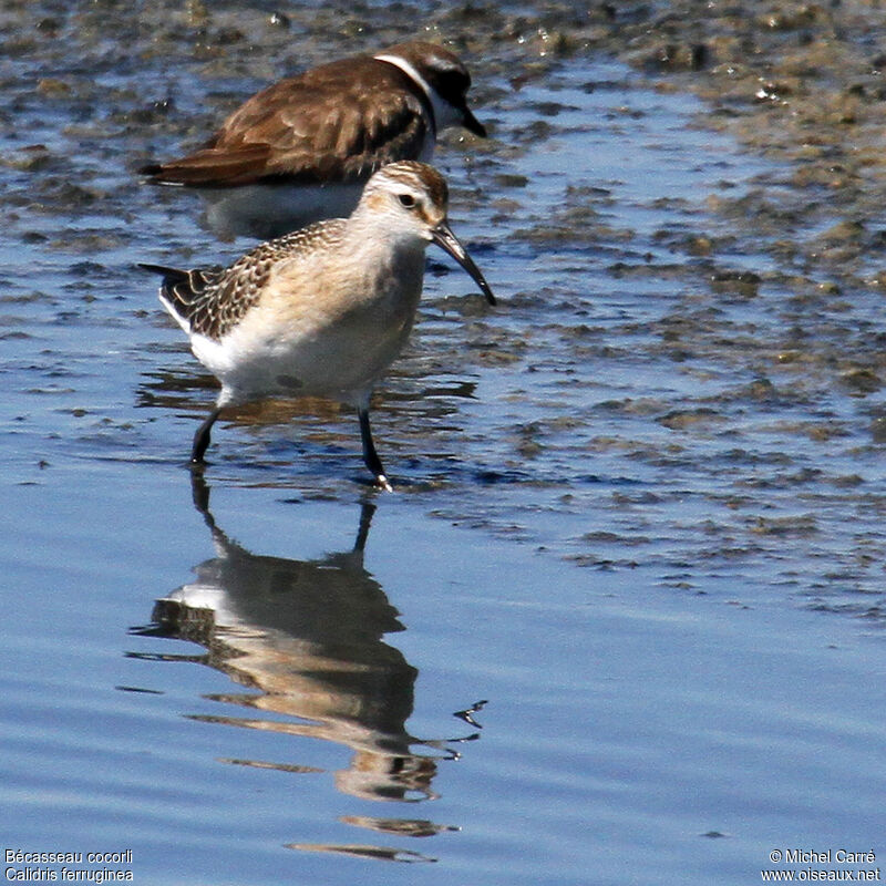 Curlew Sandpiper