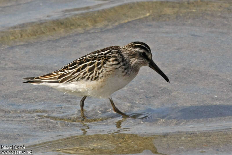 Bécasseau falcinellejuvénile, identification