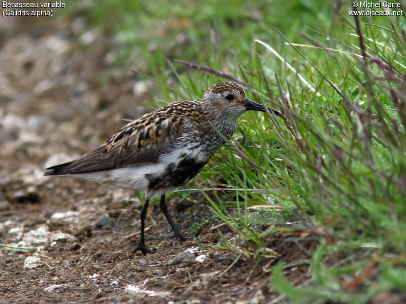 Dunlinadult breeding