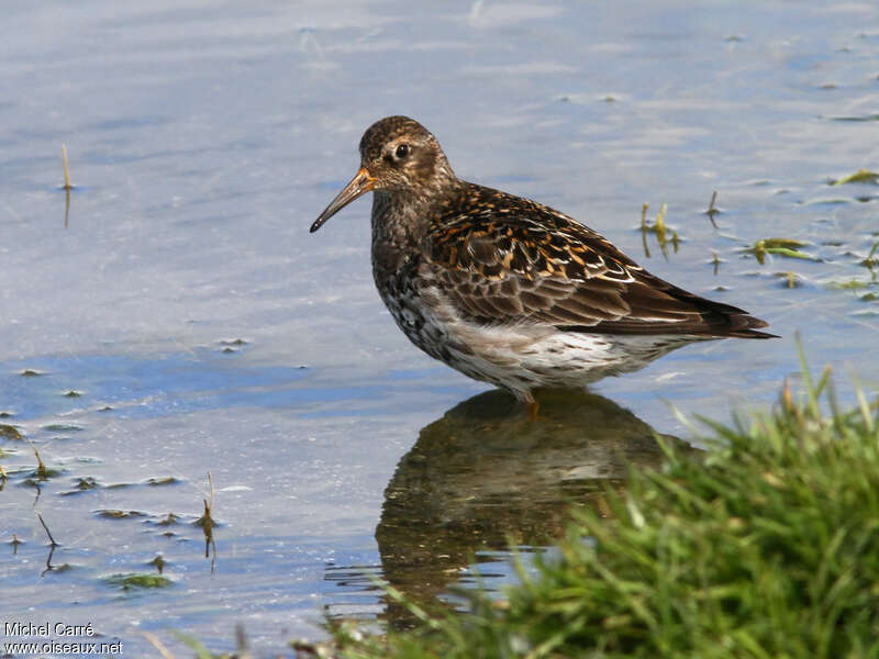 Purple Sandpiperadult breeding