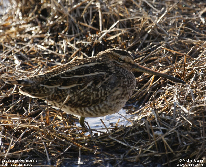 Common Snipe